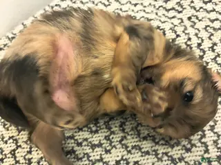 Mixed Breed dogs Bubbles - Ad 35