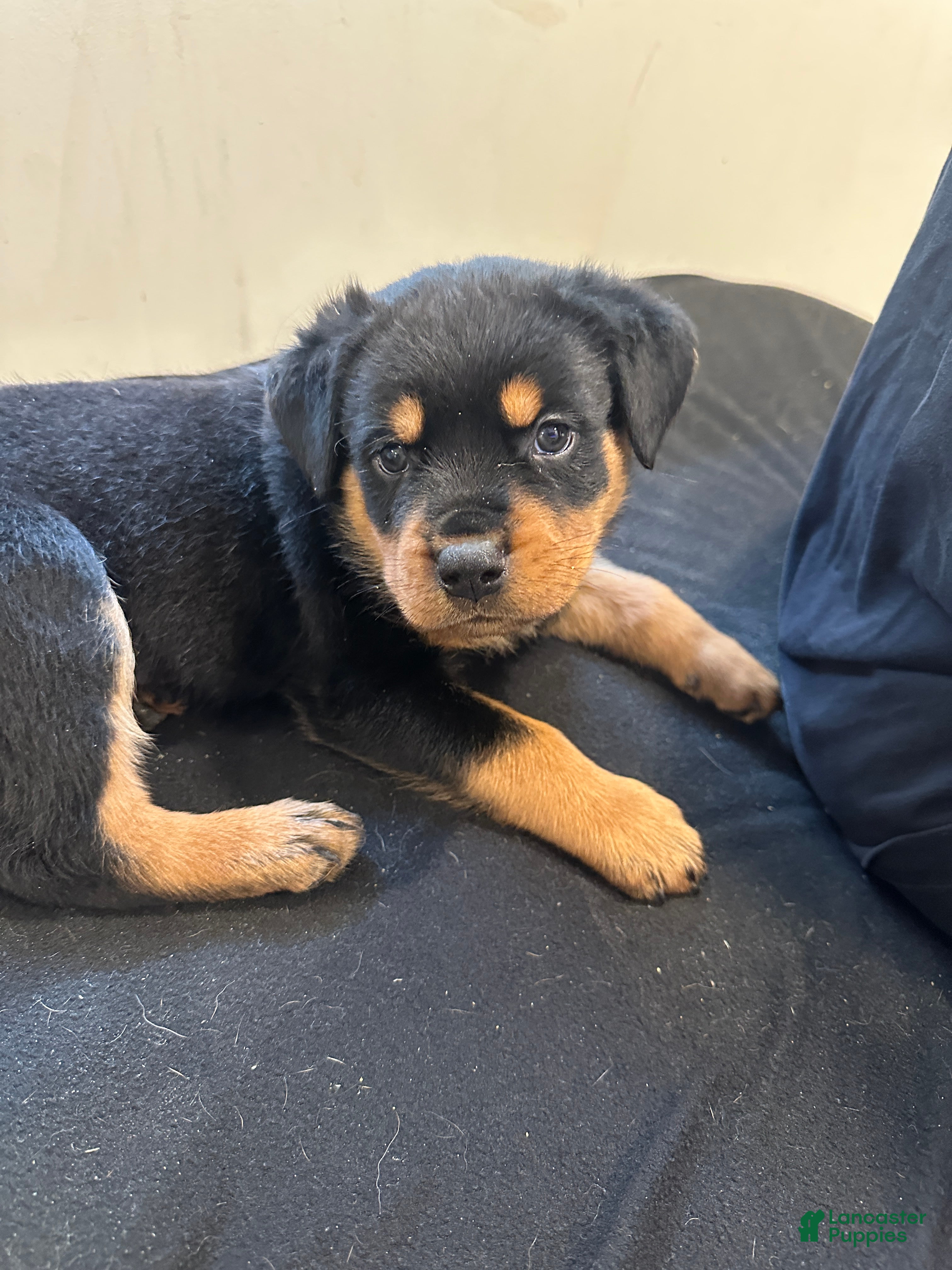 Rottweiler dogs Koa - Ad 18