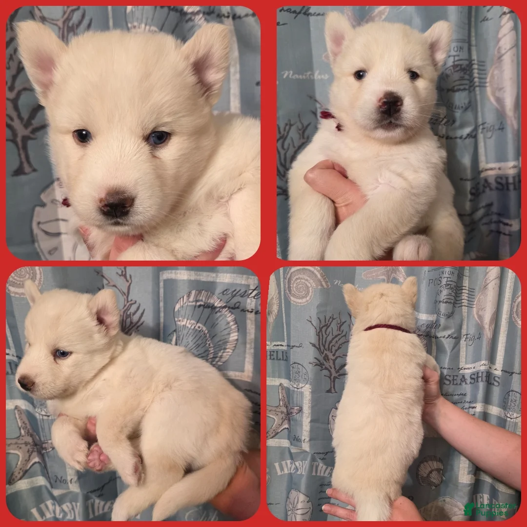Siberian Husky dogs for sale: Red - Ad 1
