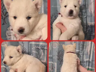 Siberian Husky dogs Red - Ad 19