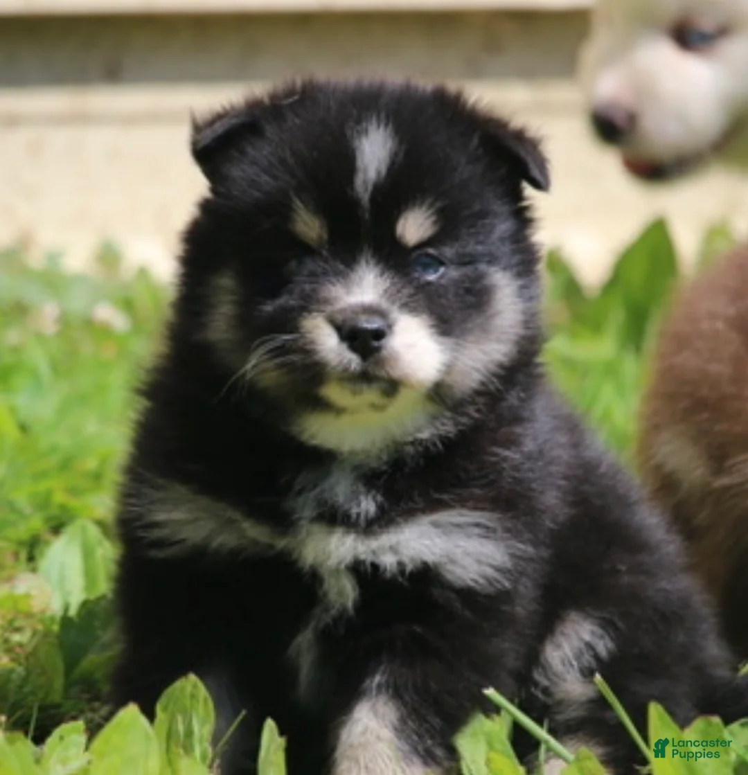 Pomsky dogs for sale: Deana - Ad 1