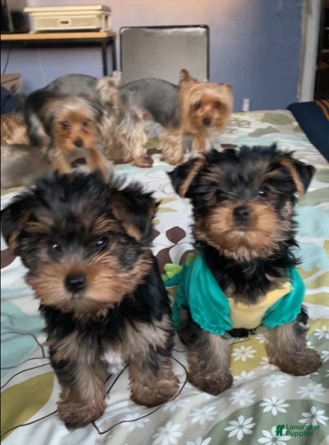 Yorkshire Terrier dogs Kaya - Ad 2