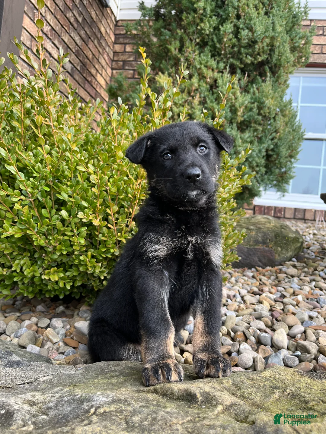 German Shepherd dogs for sale: Kona - Ad 2