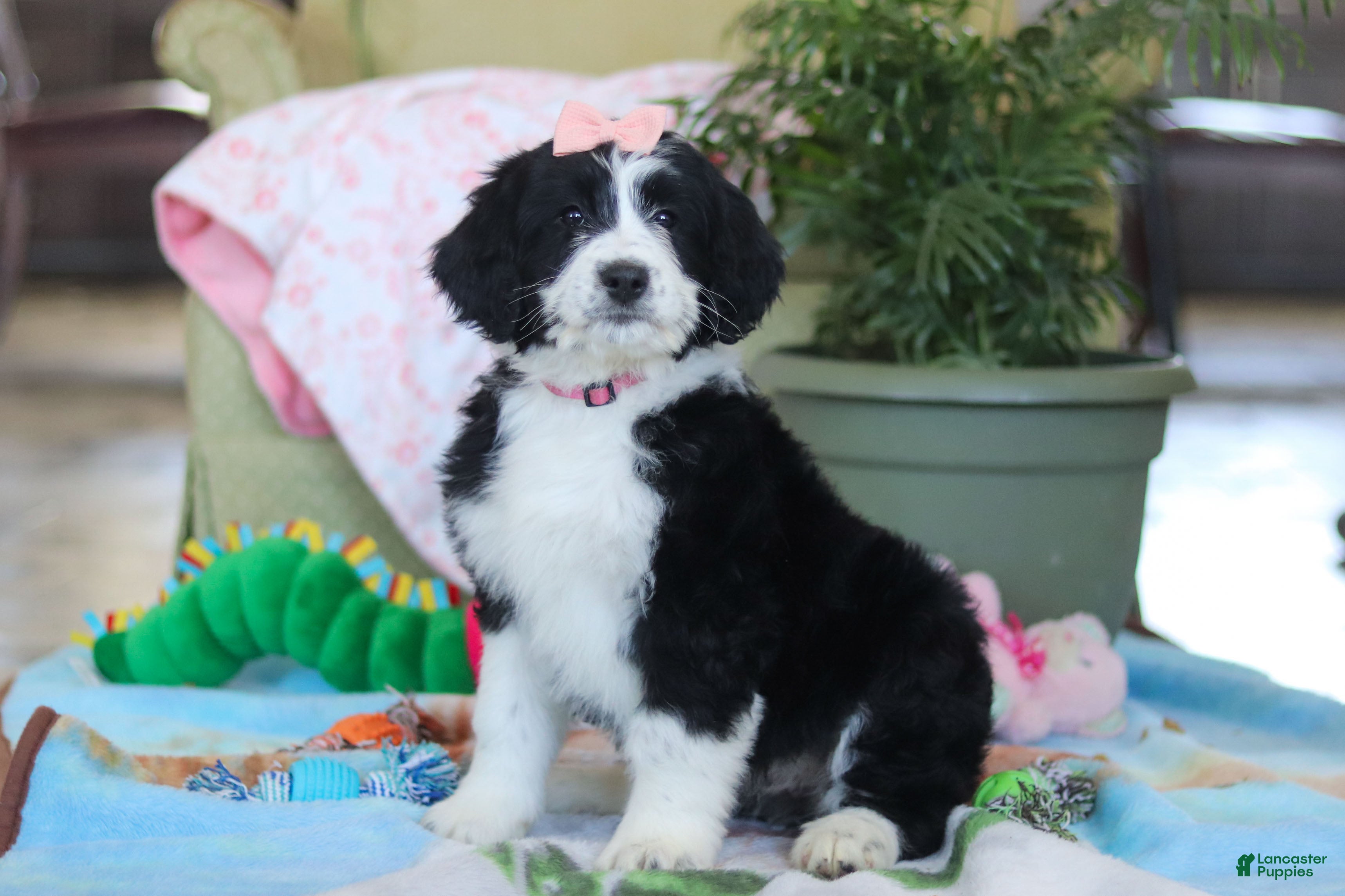 Bernedoodle dogs Ivy - Ad 2