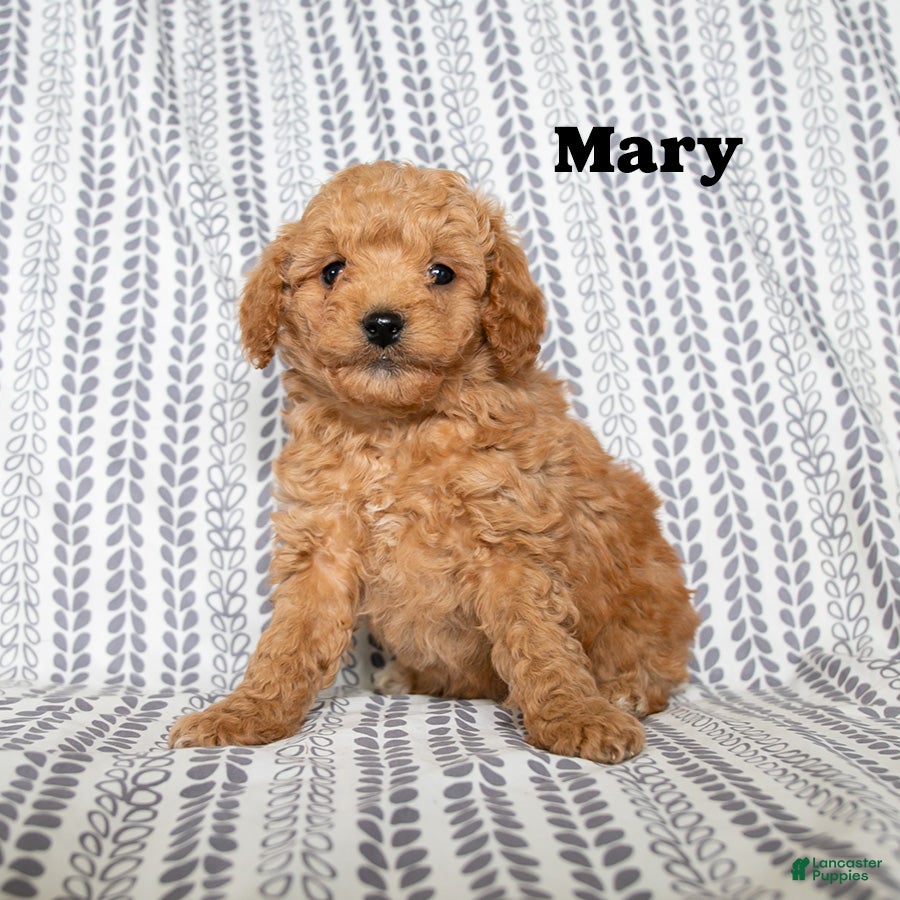 Cockapoo dogs Mary - Ad 2