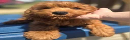 Cockapoo dogs for sale: Milan - Ad 14