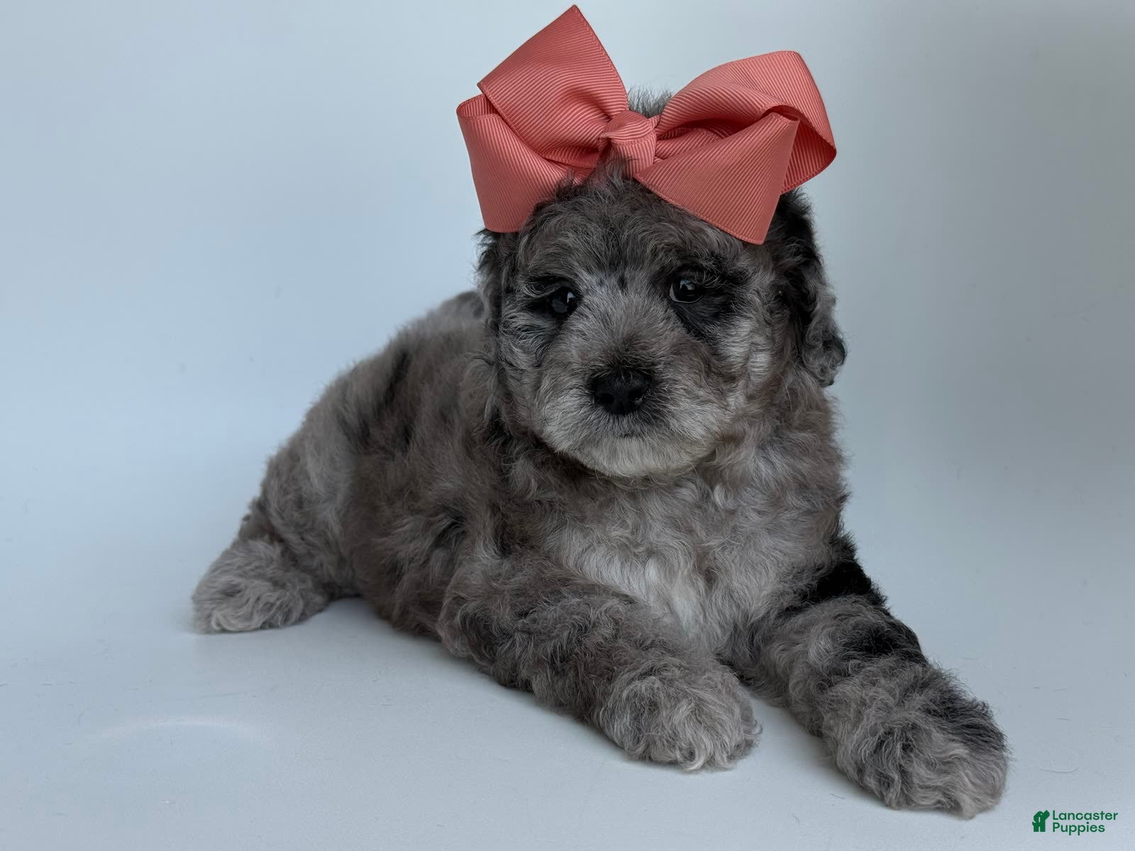 Goldendoodle dogs G Pink Girl - Ad 2