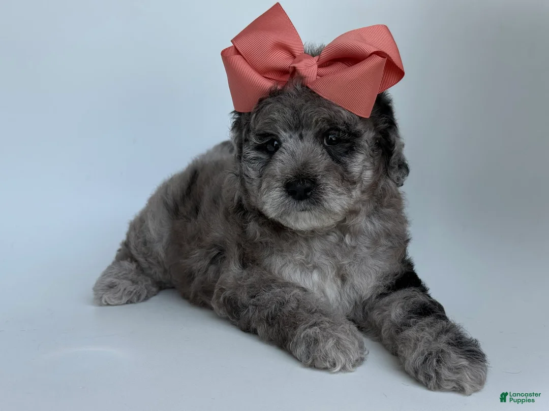 Goldendoodle dogs for sale: G Pink Girl - Ad 2