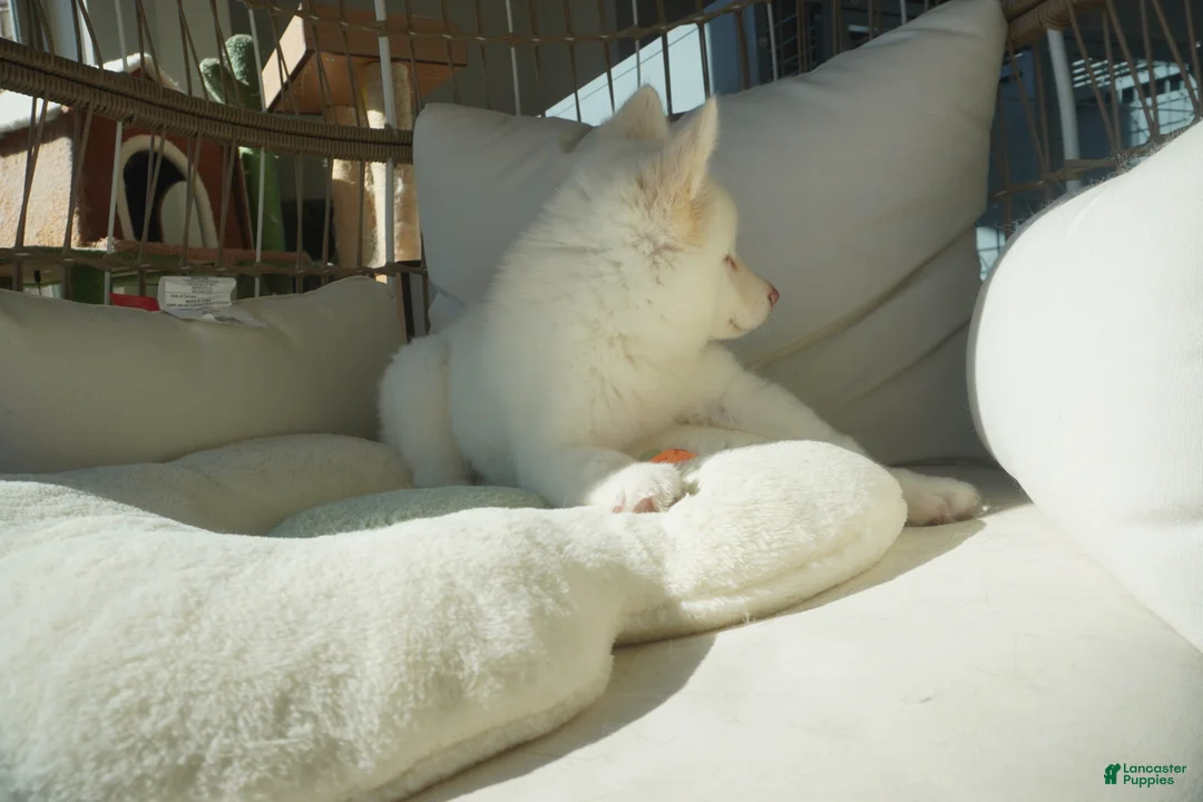 Alaskan Malamute dogs for sale: Melon - Ad 13