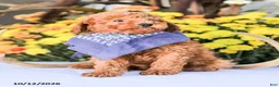 Miniature Poodle dogs for sale: Timmy - Ad 14