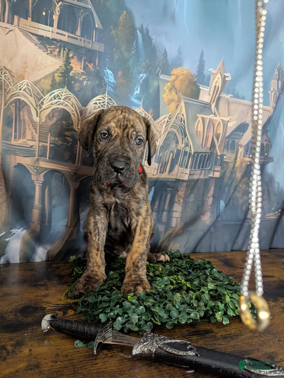 Great Dane dogs for sale: Aragorn Brindle Male Great Dane Puppy  - Ad 5