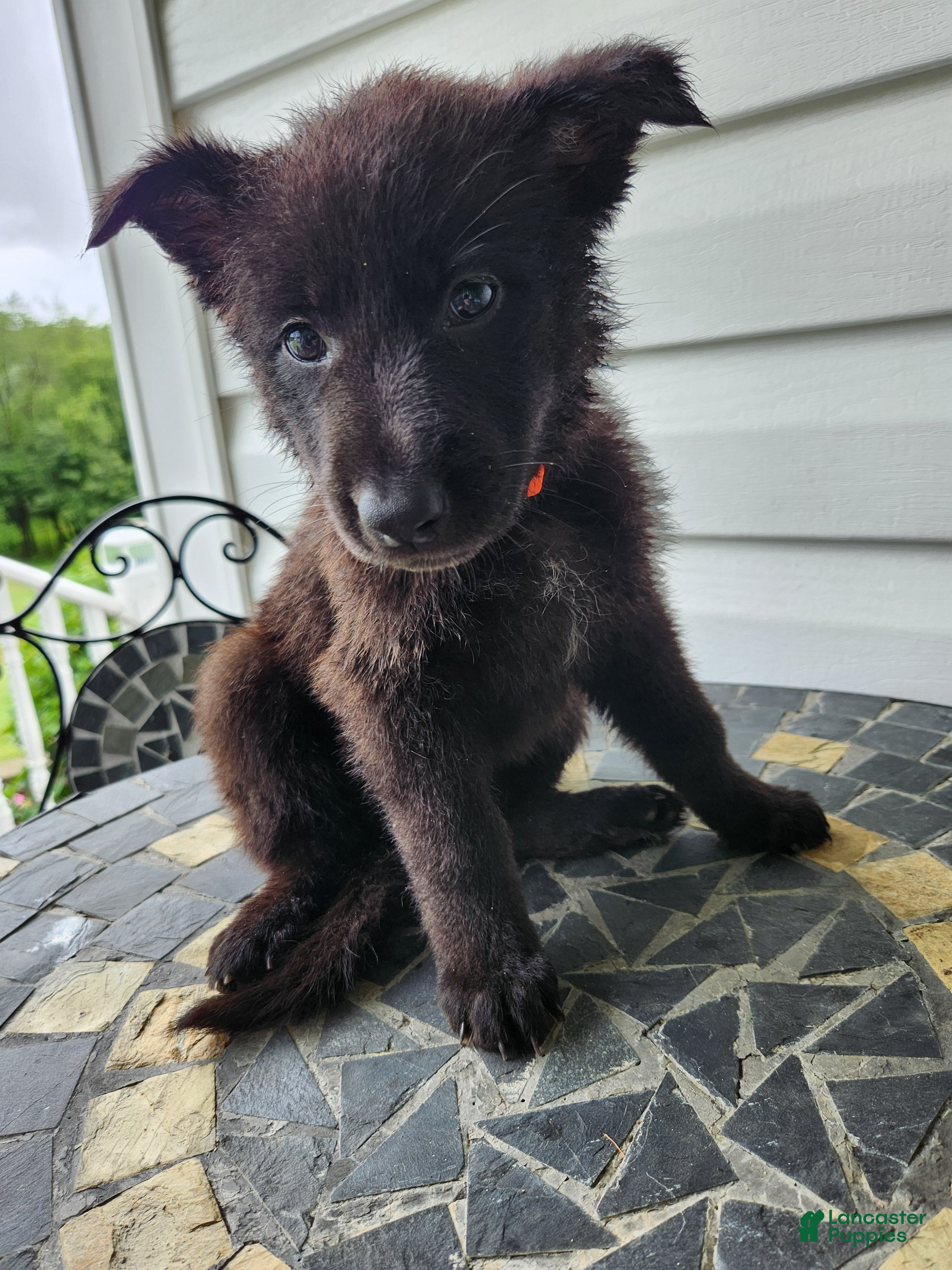 German Shepherd dogs Dawn - Ad 2