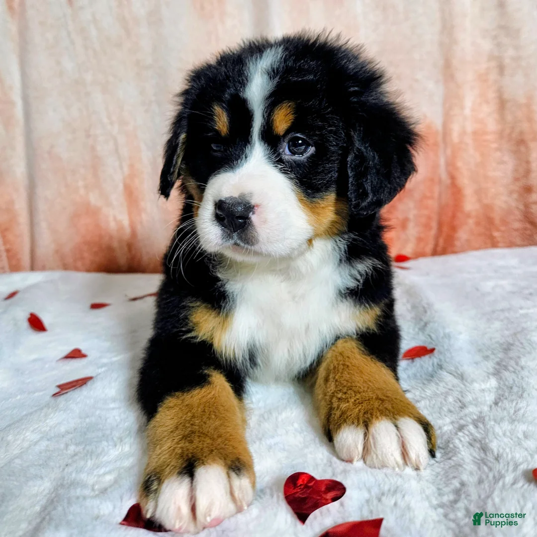 Bernese Mountain Dog dogs for sale: Hazel  - Ad 7