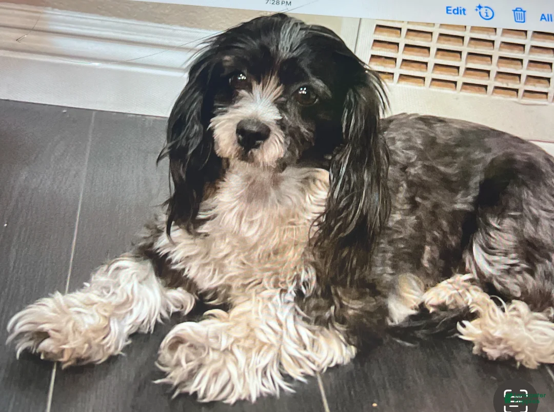 Mixed Breed dogs for sale: Coco mixed color dog  - Ad 2