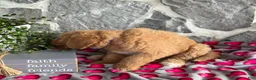 Goldendoodle dogs for sale: Nana - Ad 5