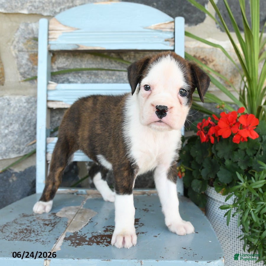 Boxer dogs Bristol - Ad 1
