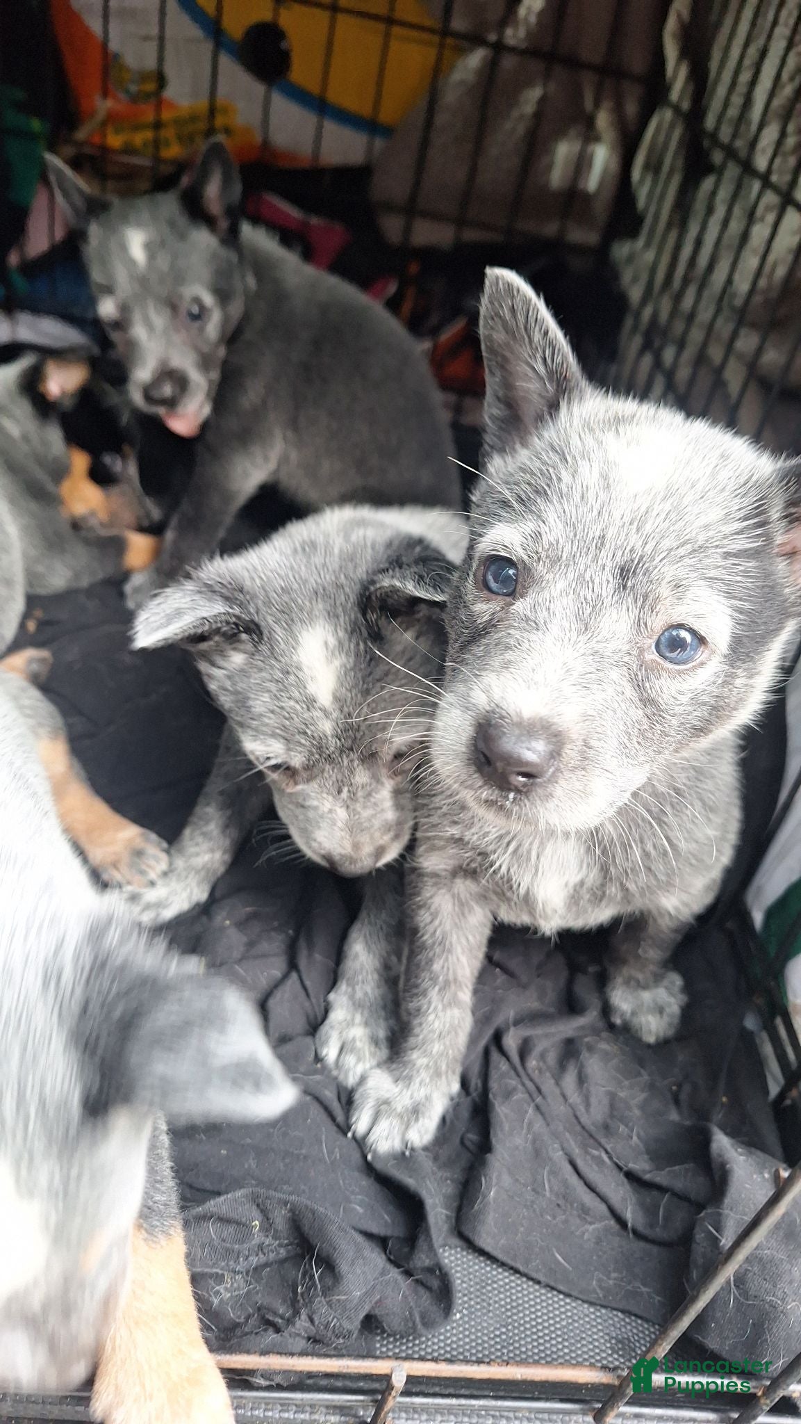 Australian Cattle Dog dogs Australian Cattle Dog 1 - Ad 42