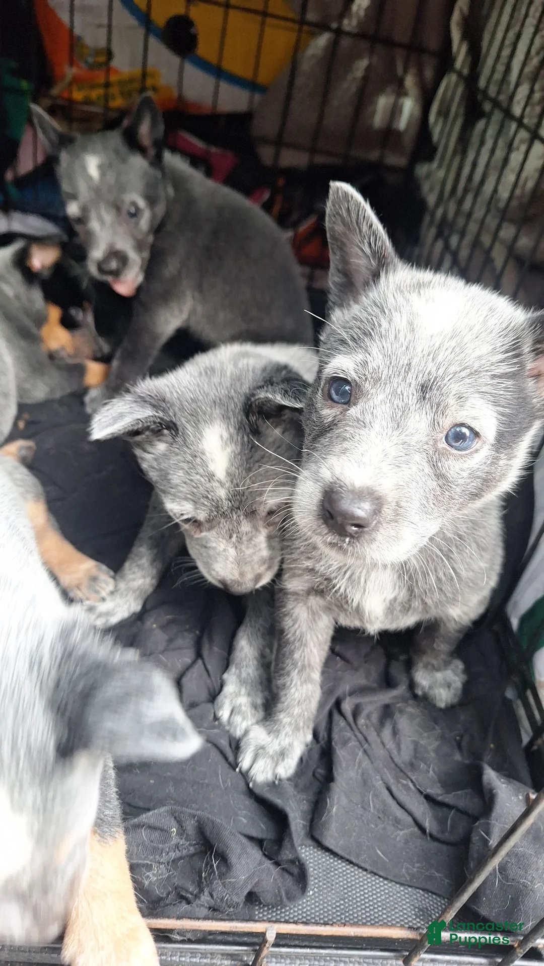 Australian Cattle Dog dogs for sale: Australian Cattle Dog 1 - Ad 1