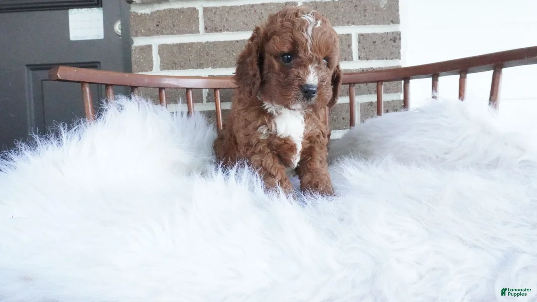 Cavapoo dogs for sale: Teddy  - Ad 11