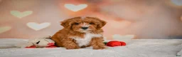 Cavapoo dogs for sale: Claire - Ad 6