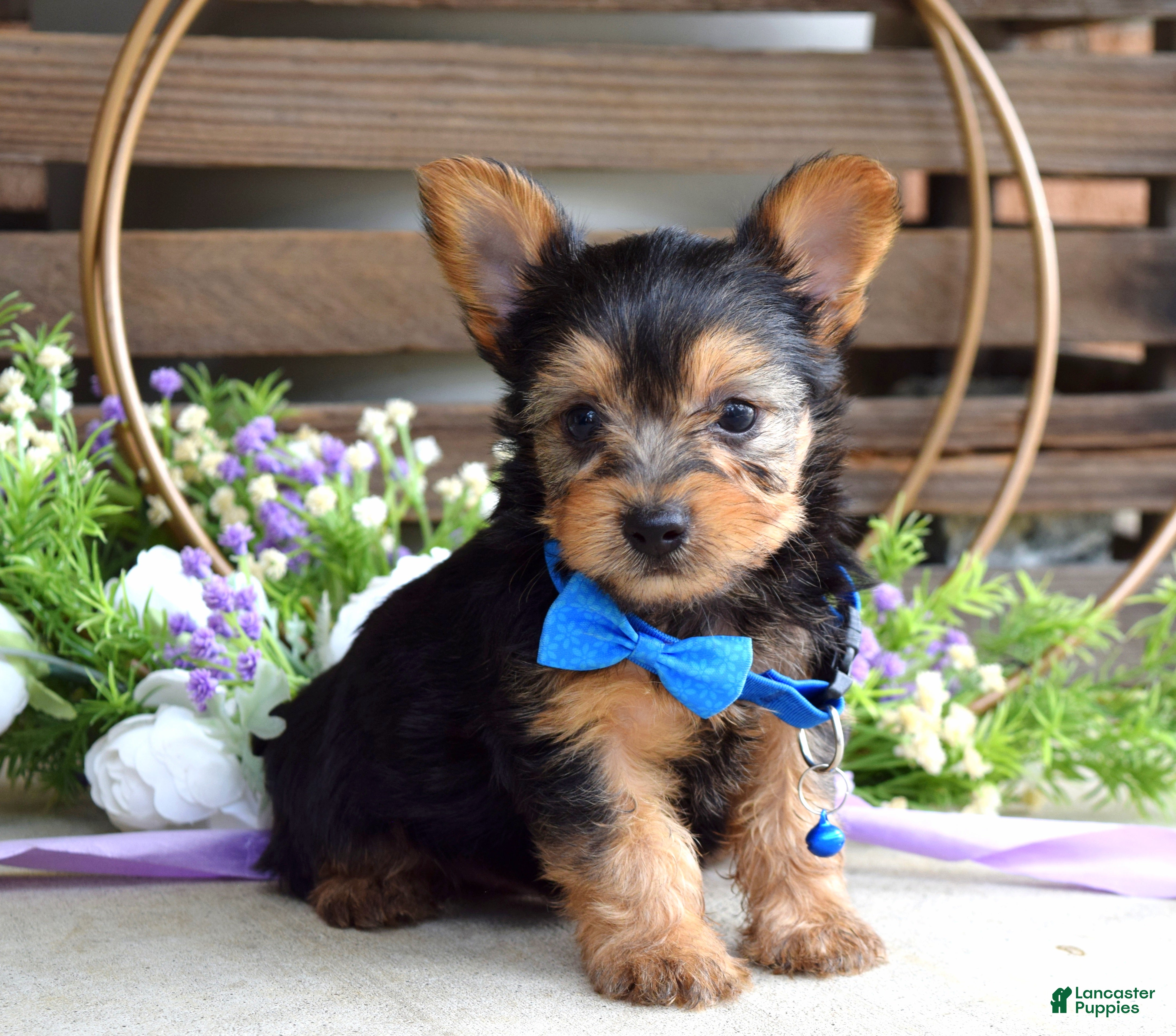 Yorkshire Terrier dogs Archie - Ad 1