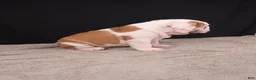 English Bulldog dogs for sale: Charlie  - Ad 18