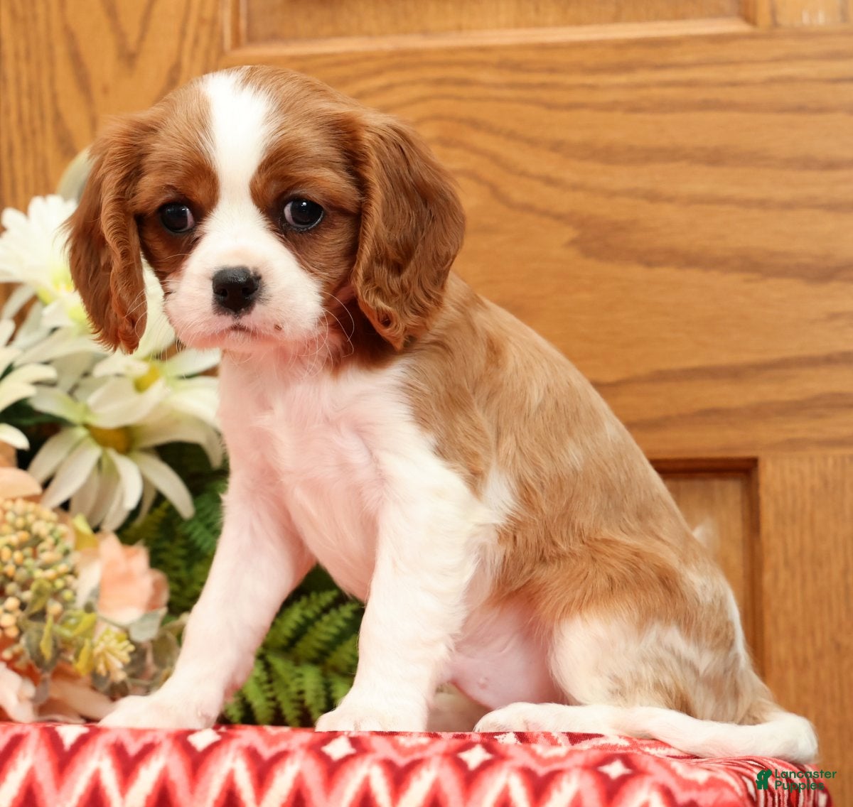 Cavalier King Charles Spaniel dogs Tinker - Ad 2