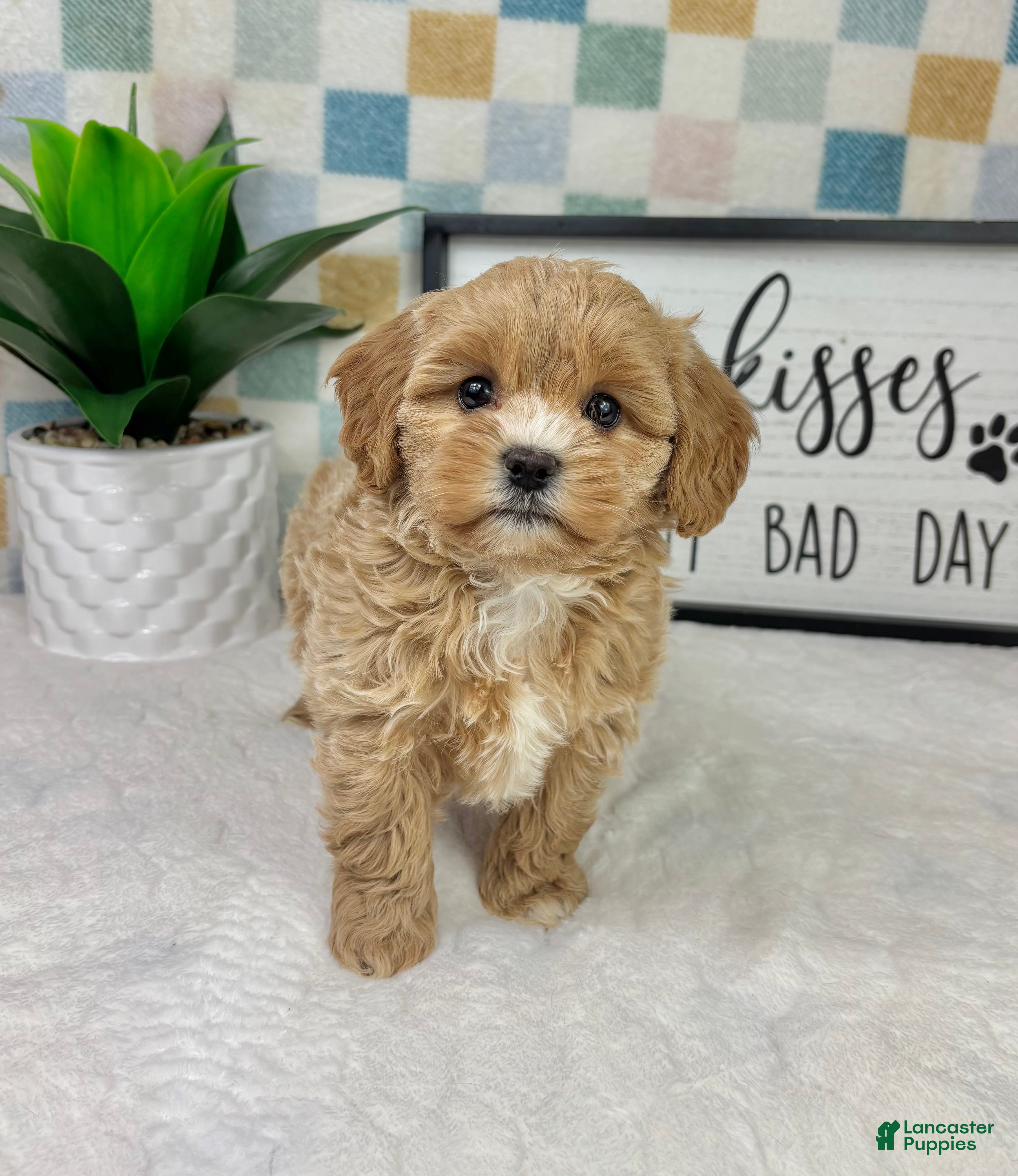 Cavapoo dogs Camden - Ad 36