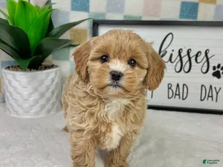 Cavapoo dogs Camden - Ad 21