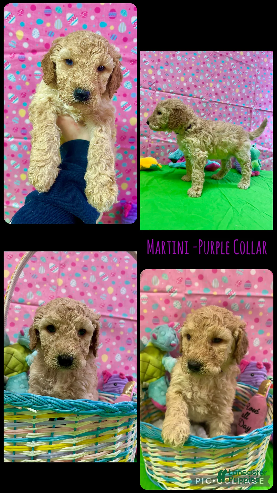 Goldendoodle dogs for sale: Martini (Tini) - Purple Collar Female  - Ad 2