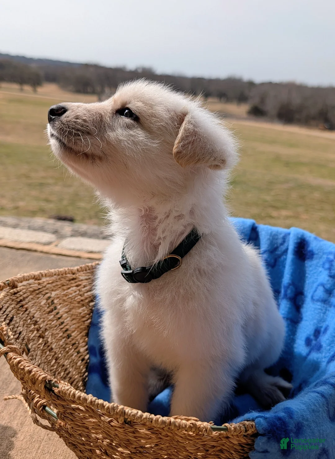 German Shepherd dogs for sale: Hood - Ad 1