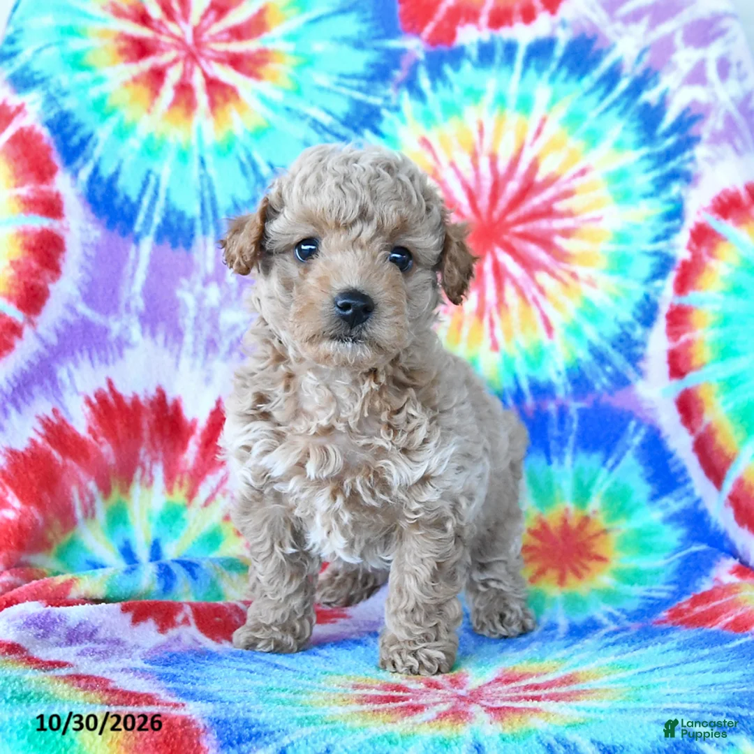 Mini Goldendoodle dogs for sale: Chester - Ad 5