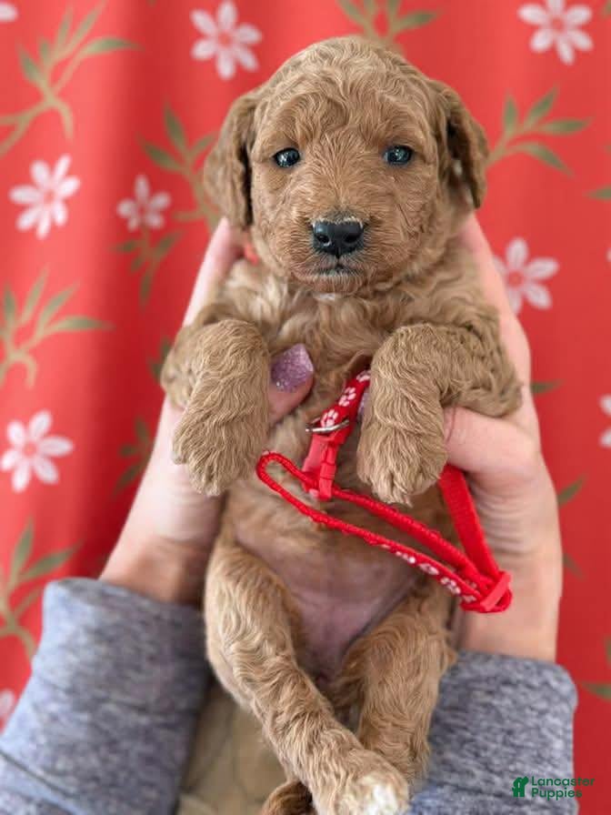 Mini Goldendoodle dogs Red Collar girl - Ad 2