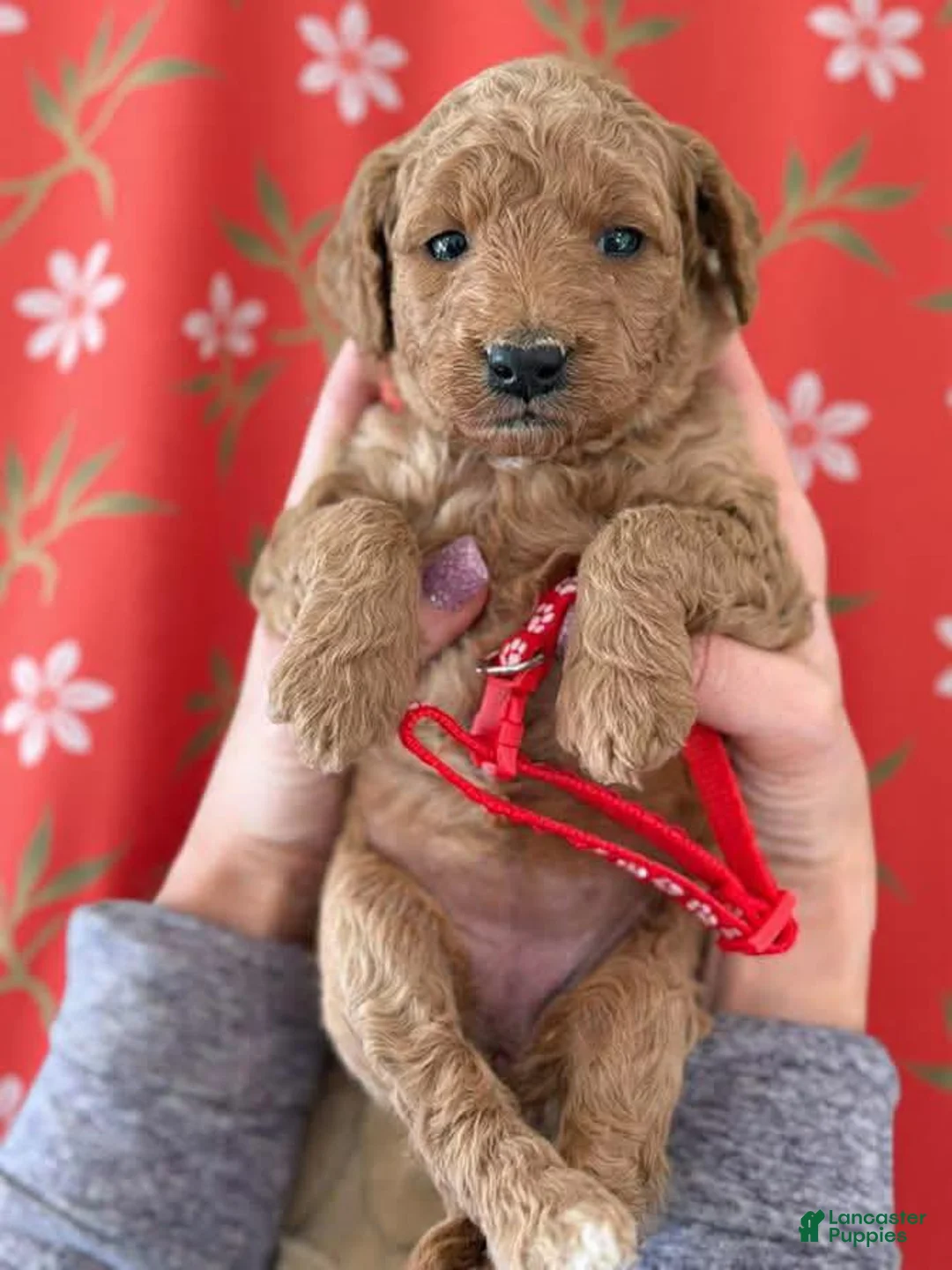 Mini Goldendoodle dogs for sale: Red Collar girl - Ad 2