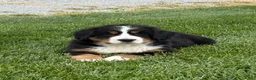 Bernese Mountain Dog dogs for sale: Sasha - Ad 4