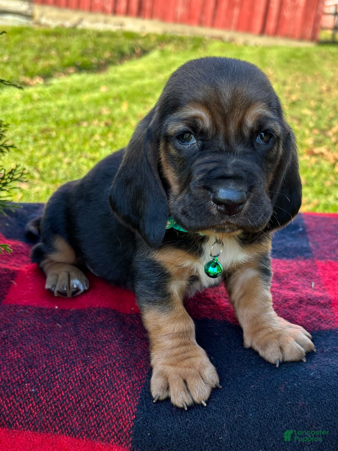 Basset Hound dogs for sale: Cindy Lou - Ad 6