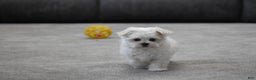 Maltese dogs for sale: Scamp - Ad 2
