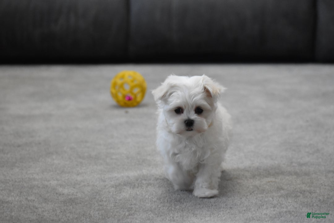 Maltese dogs for sale: Scamp - Ad 2