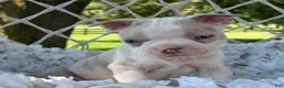 Boston Terrier dogs for sale: Milo - Ad 3