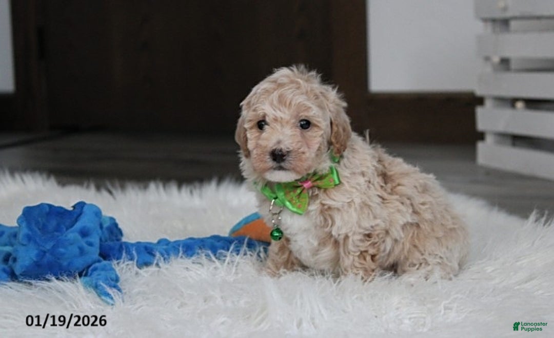 Bichpoo dogs for sale: Rio - Ad 2