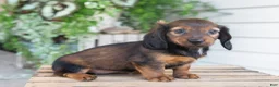 Dachshund dogs for sale: Holly  - Ad 8
