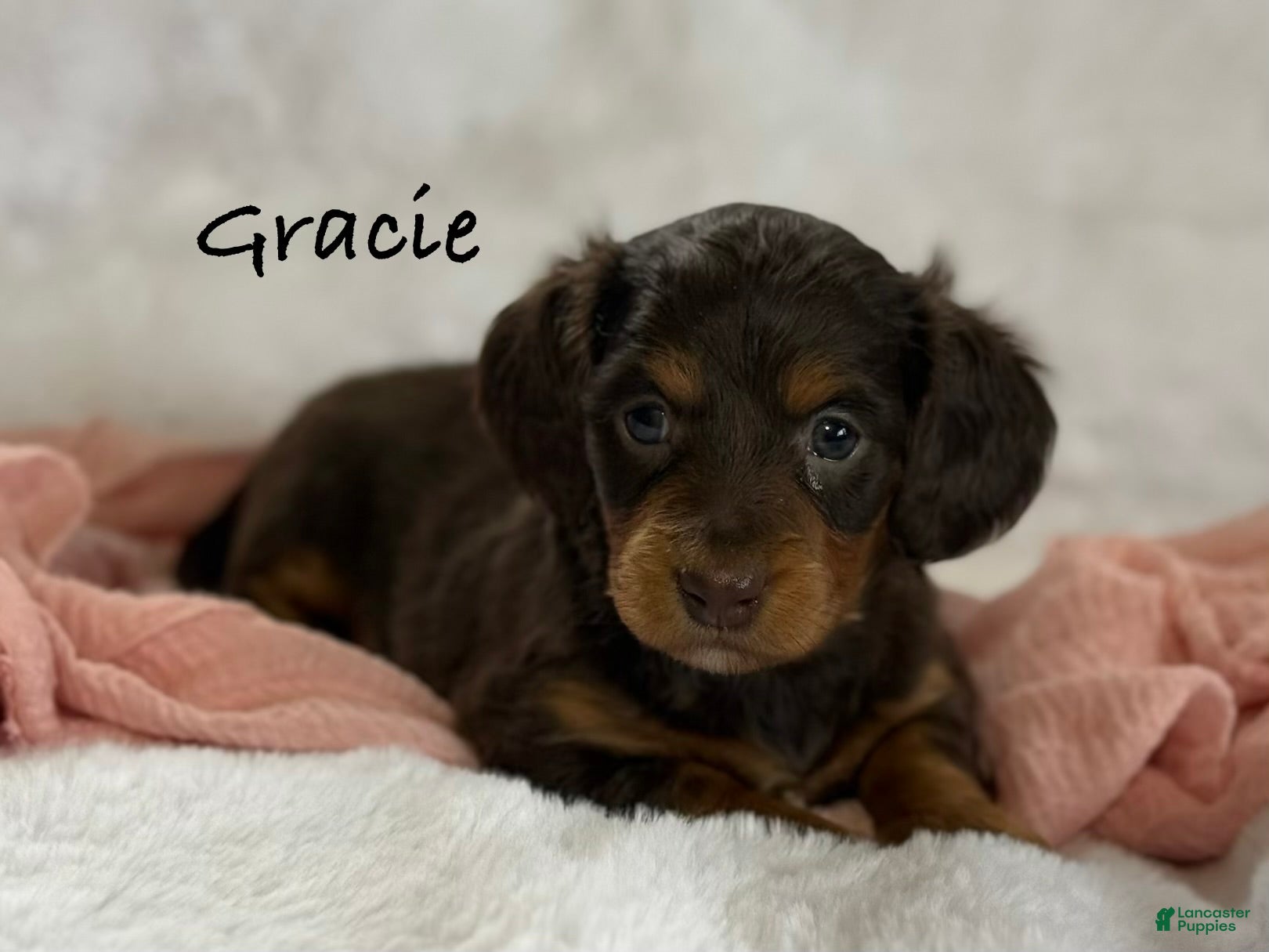 Miniature Dachshund dogs Gracie  - Ad 1
