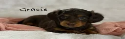 Miniature Dachshund dogs for sale: Gracie  - Ad 1