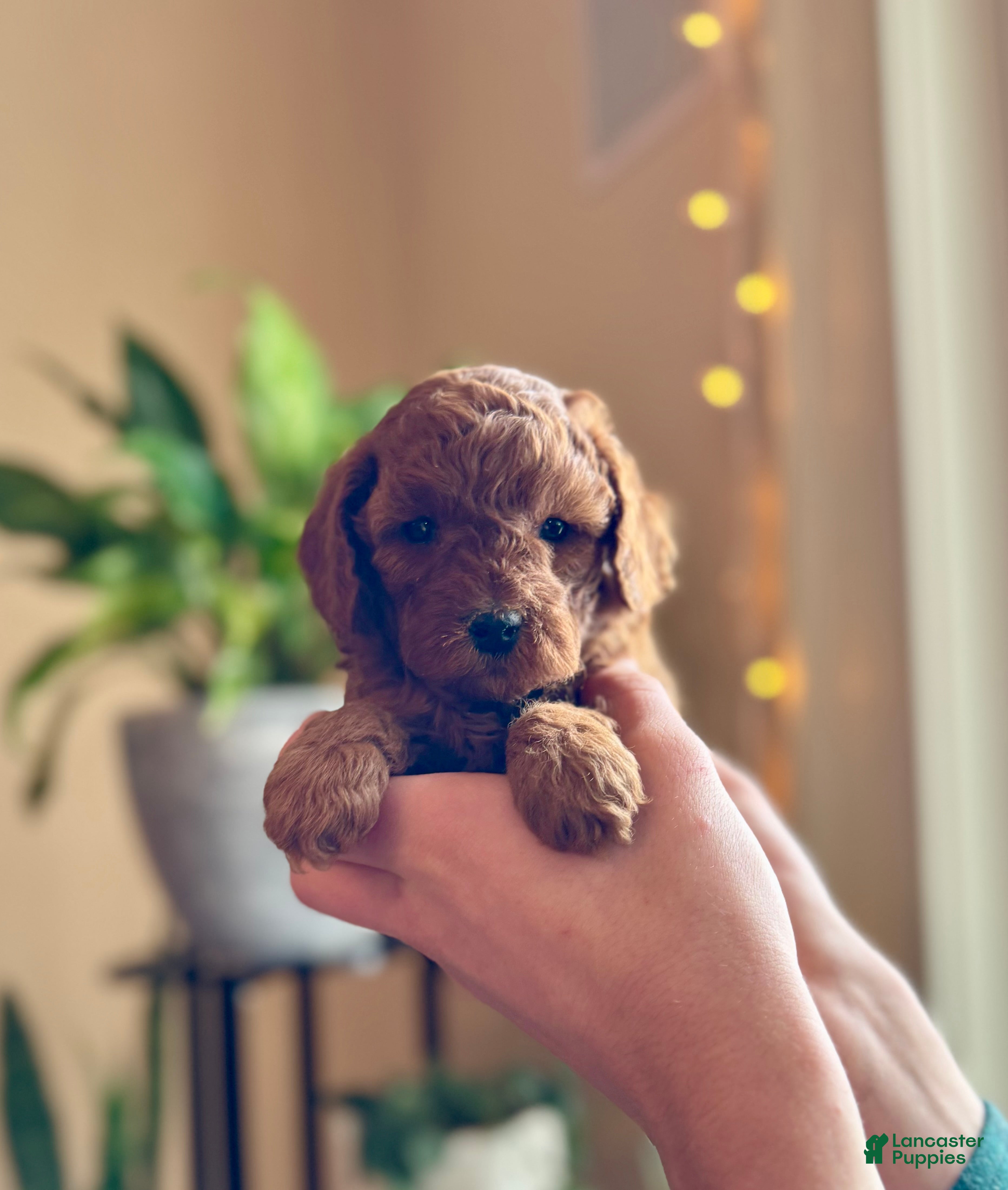Mini Goldendoodle dogs Jazzy - Ad 32