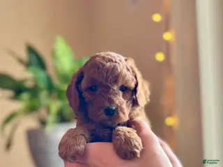Mini Goldendoodle dogs Jazzy - Ad 32