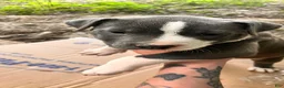 American Pit Bull Terrier dogs for sale: American Pit Bull Terrier 4 - Ad 3