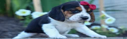 Beagle dogs for sale:  Cody 🐾🐶 - Ad 14