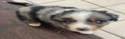 Australian Shepherd dogs for sale: Mo - Ad 7