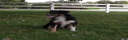 Miniature Australian Shepherd dogs for sale: Parker - Ad 6