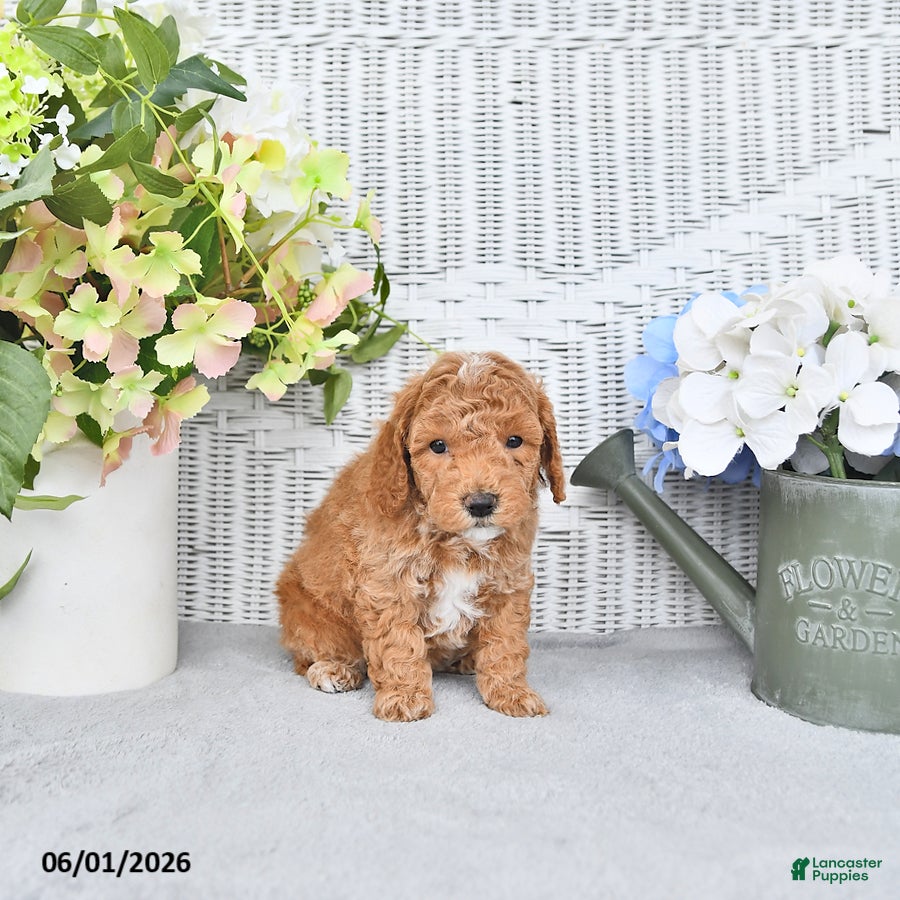 Mini Aussiedoodle dogs for sale: Star - Ad 3